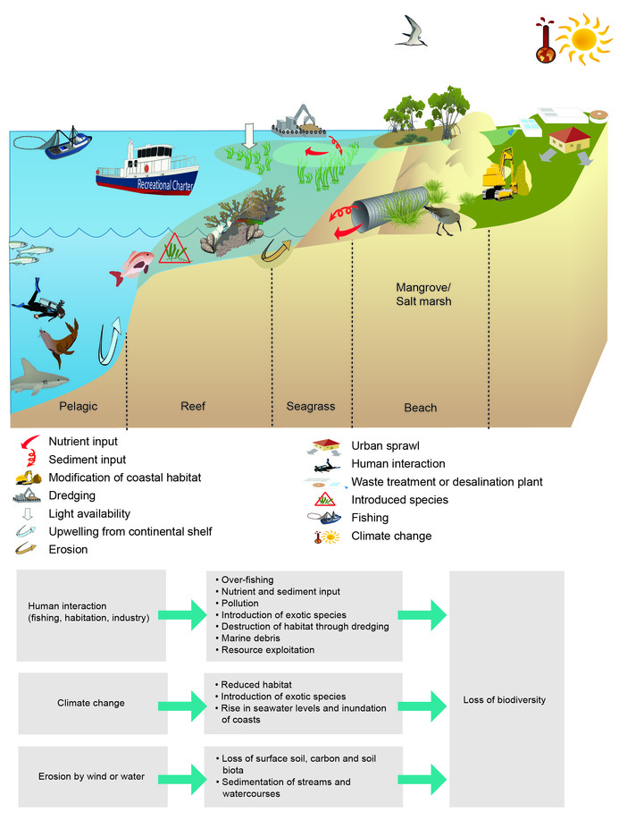 Conceptual model of typical pressures and impacts on coastal and marine environments. Pressures include human interaction, climate change and erosion.