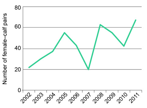 Graph of the number of female and calf pairs of southern right whales recorded at the head of the Great Australian Bight between 2002 and 2011 showing an increasing trend.